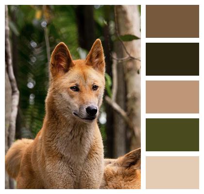 Dingo Canine Australian Dingo Image
